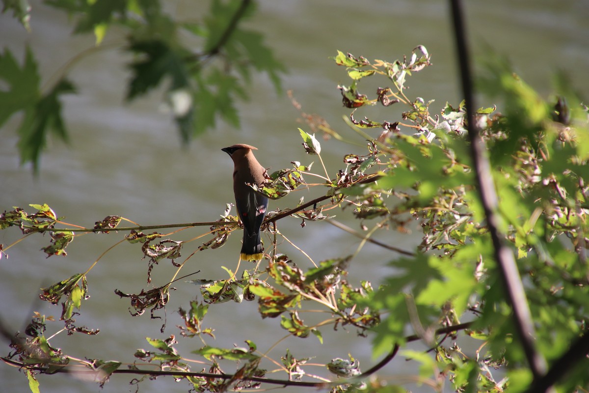 Cedar Waxwing - ML641264141