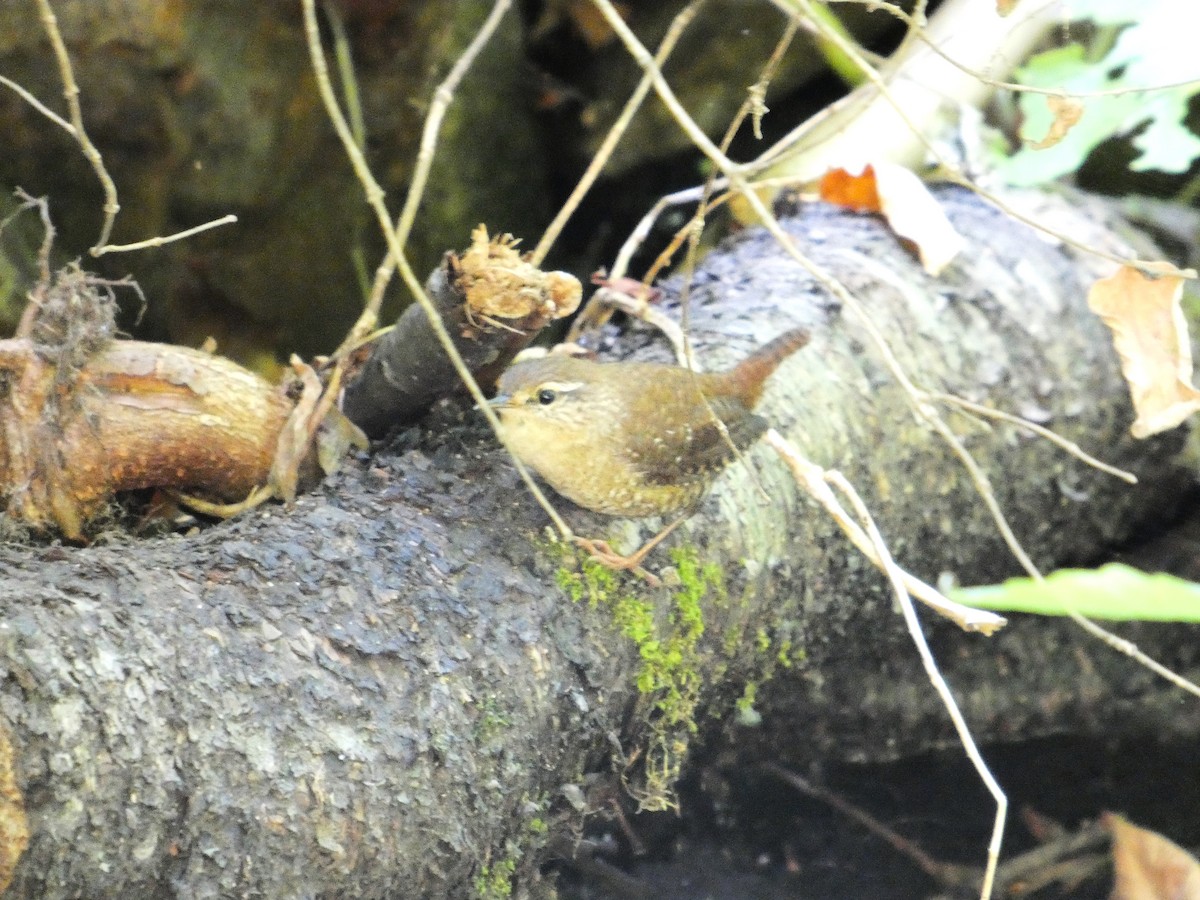 Winter Wren - ML641264171