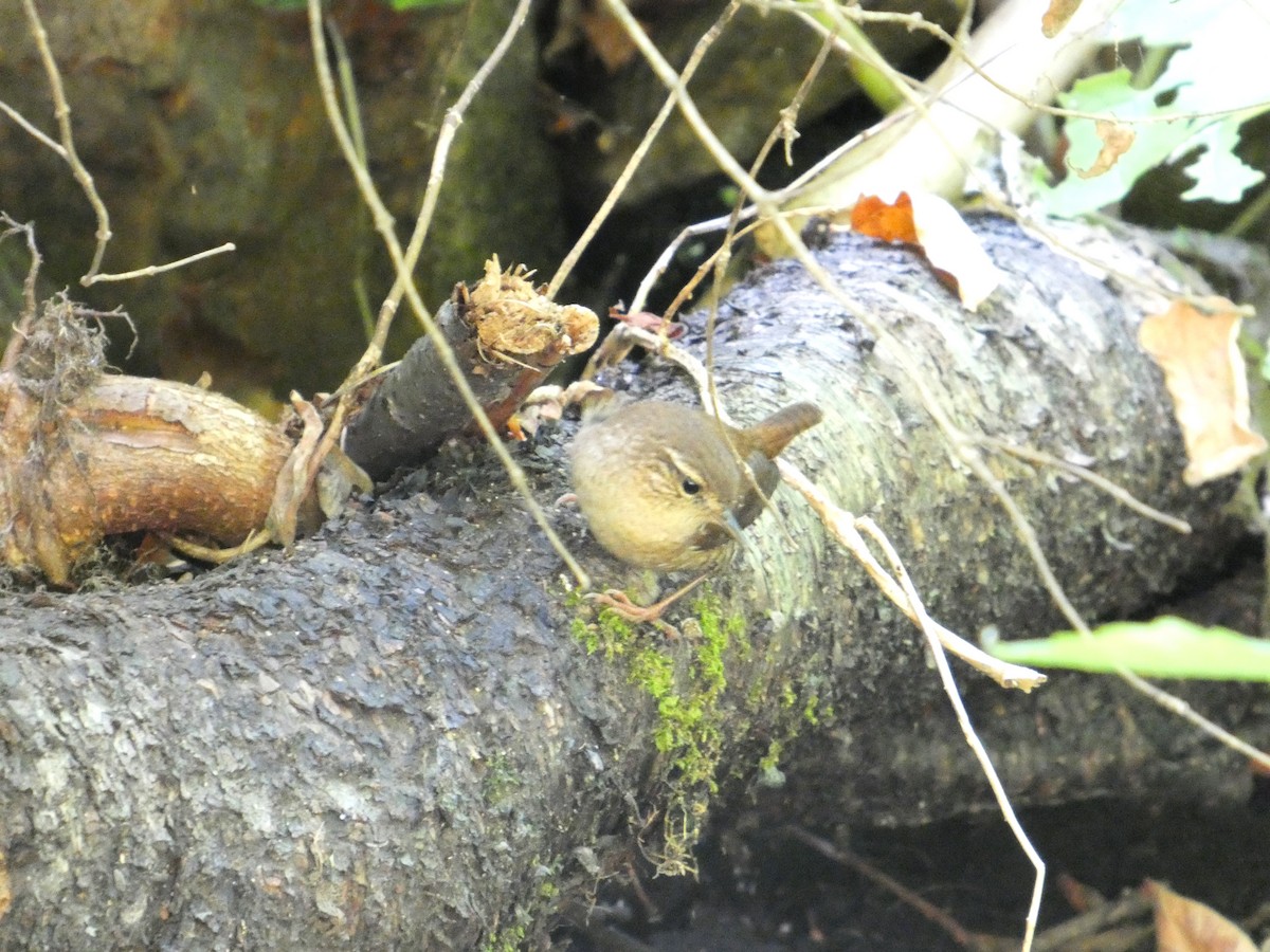 Winter Wren - ML641264172