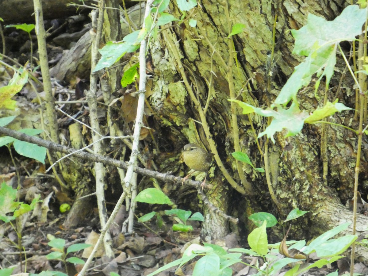 Winter Wren - ML641264173