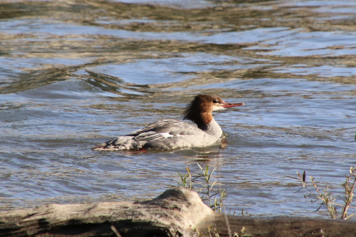 Common Merganser - ML641264189