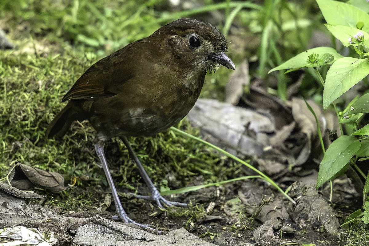 Brown-banded Antpitta - ML641264196