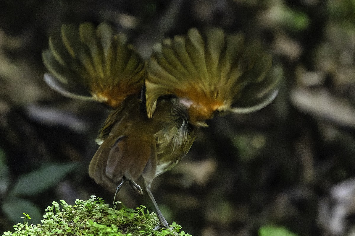 Brown-banded Antpitta - ML641264197