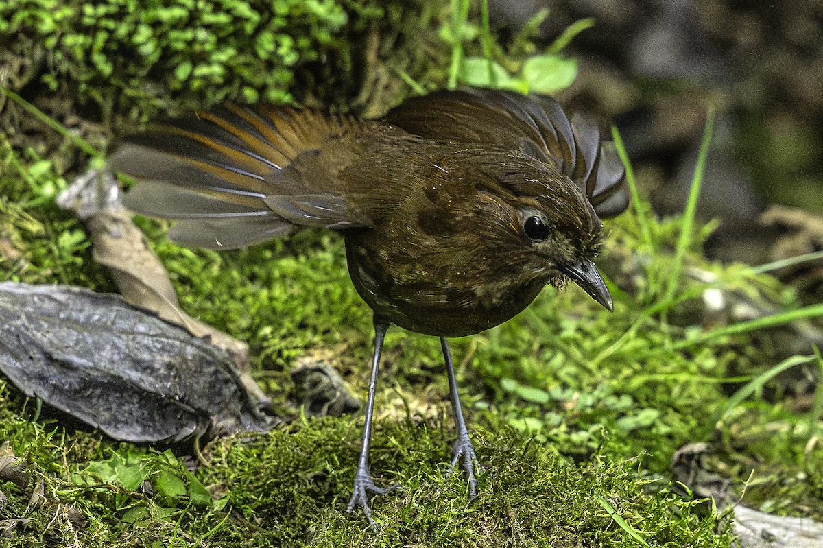 Brown-banded Antpitta - ML641264198