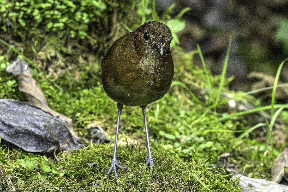 Brown-banded Antpitta - ML641264199