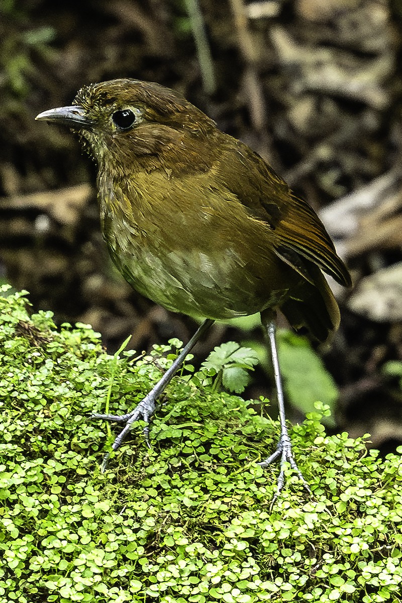 Brown-banded Antpitta - ML641264200