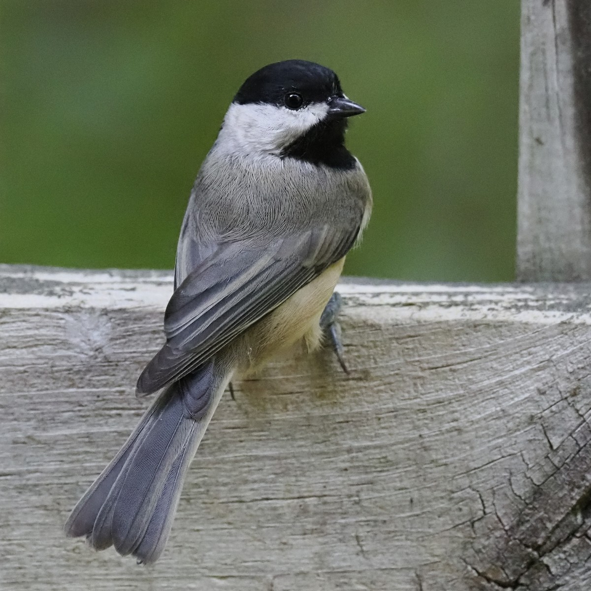 Carolina Chickadee - ML641264213