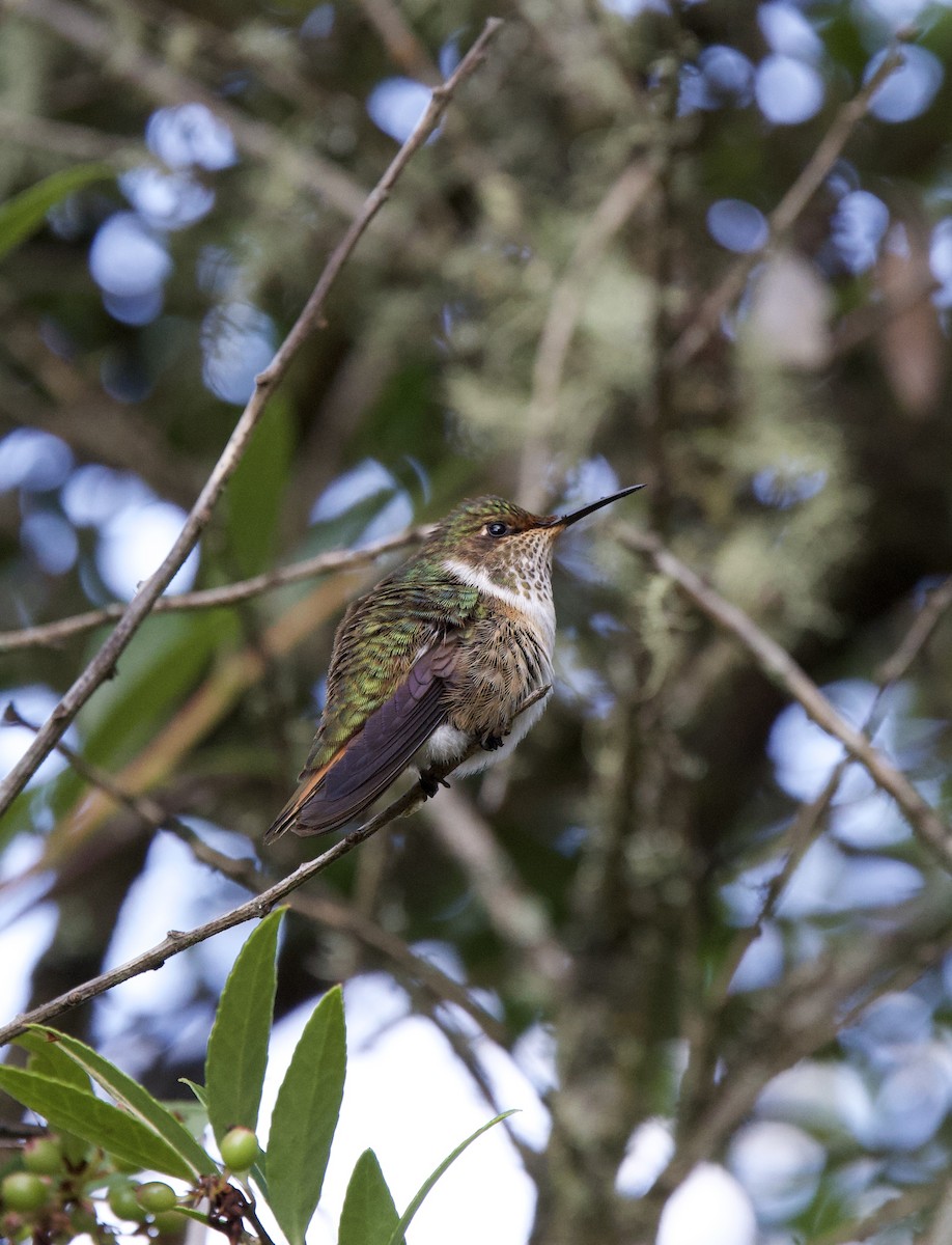 Volcano Hummingbird - ML641264227