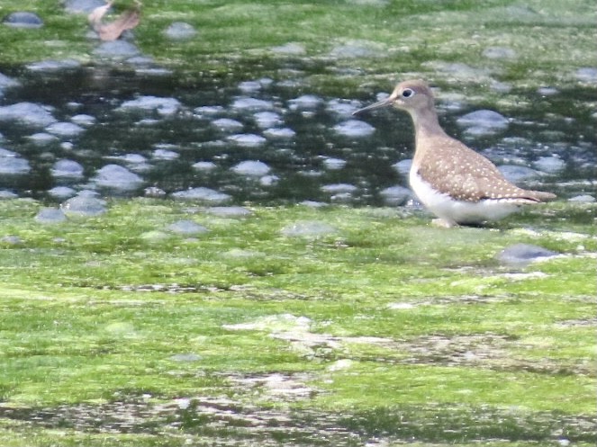 Solitary Sandpiper - ML641264234