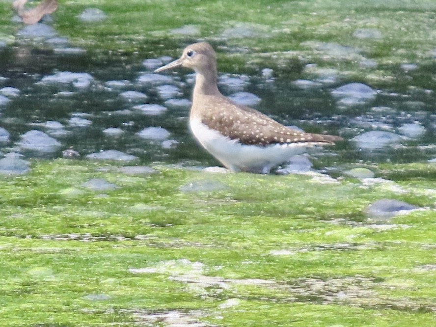 Solitary Sandpiper - ML641264235