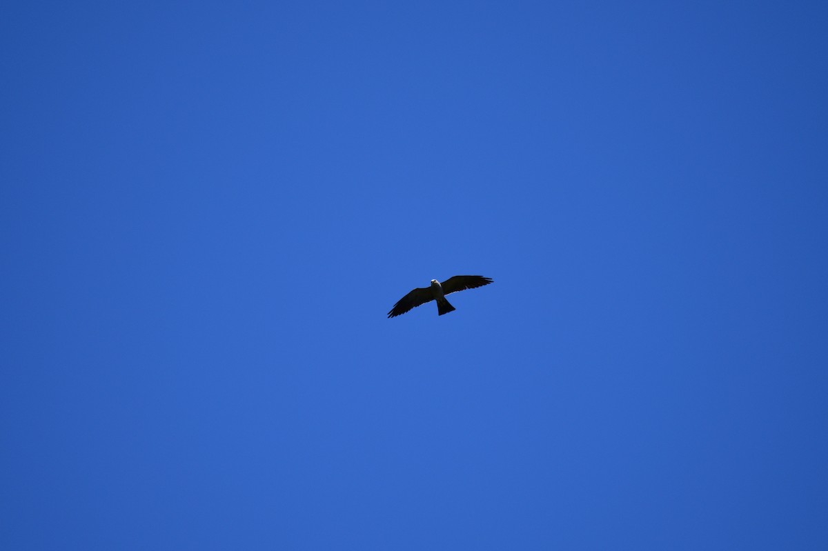 Mississippi Kite - ML641264239