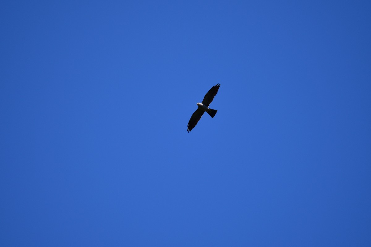 Mississippi Kite - ML641264253