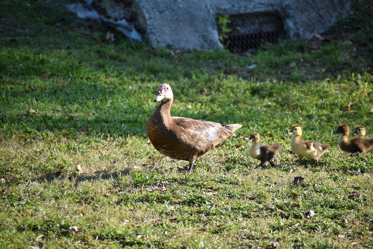 Canard musqué (forme domestique) - ML641264264