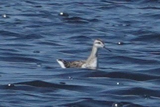 Wilson's Phalarope - ML641264275