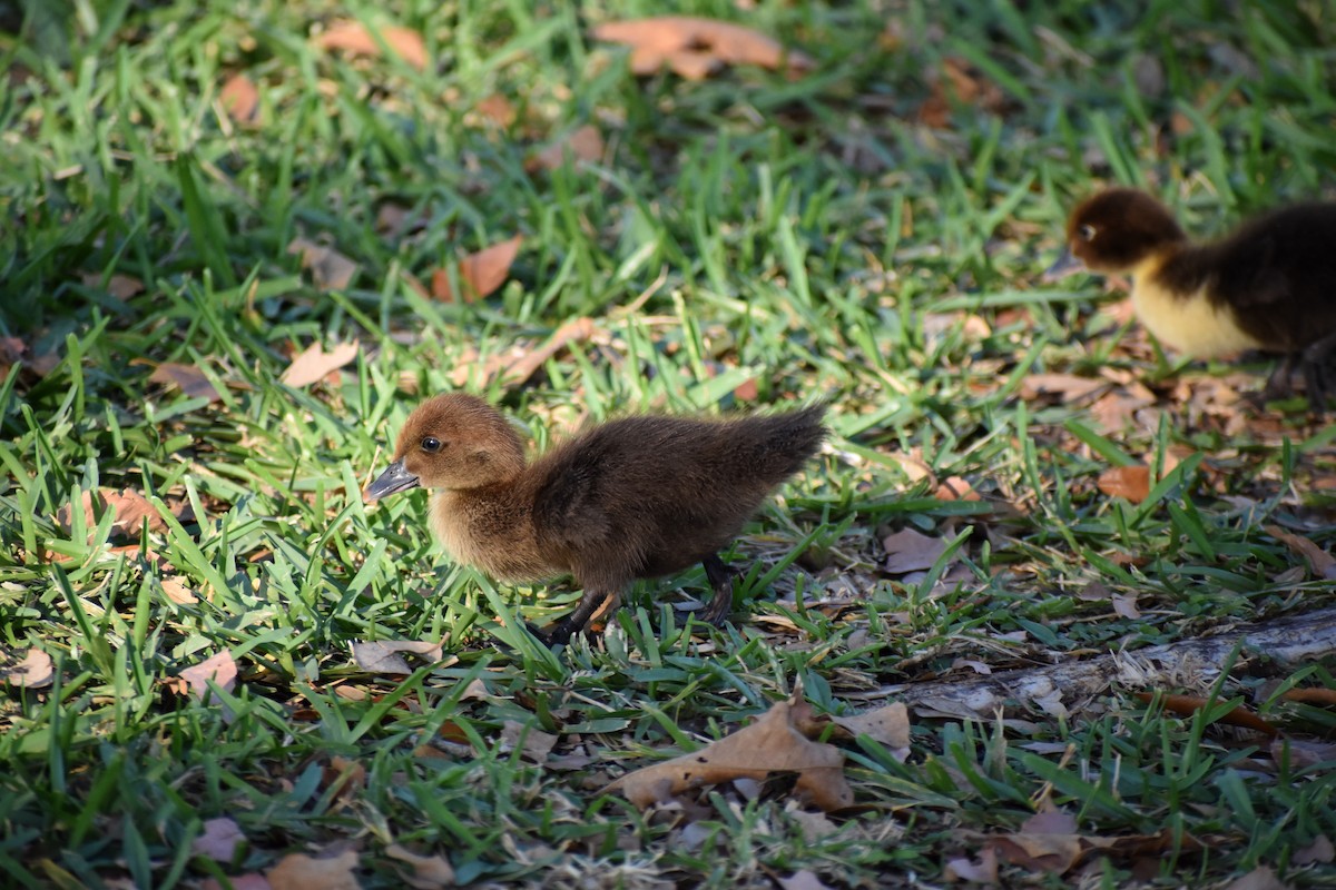 Canard musqué (forme domestique) - ML641264289