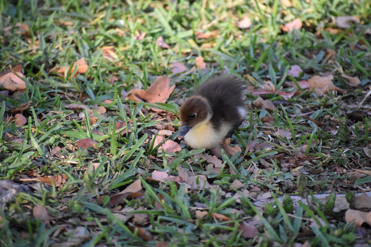 Canard musqué (forme domestique) - ML641264292