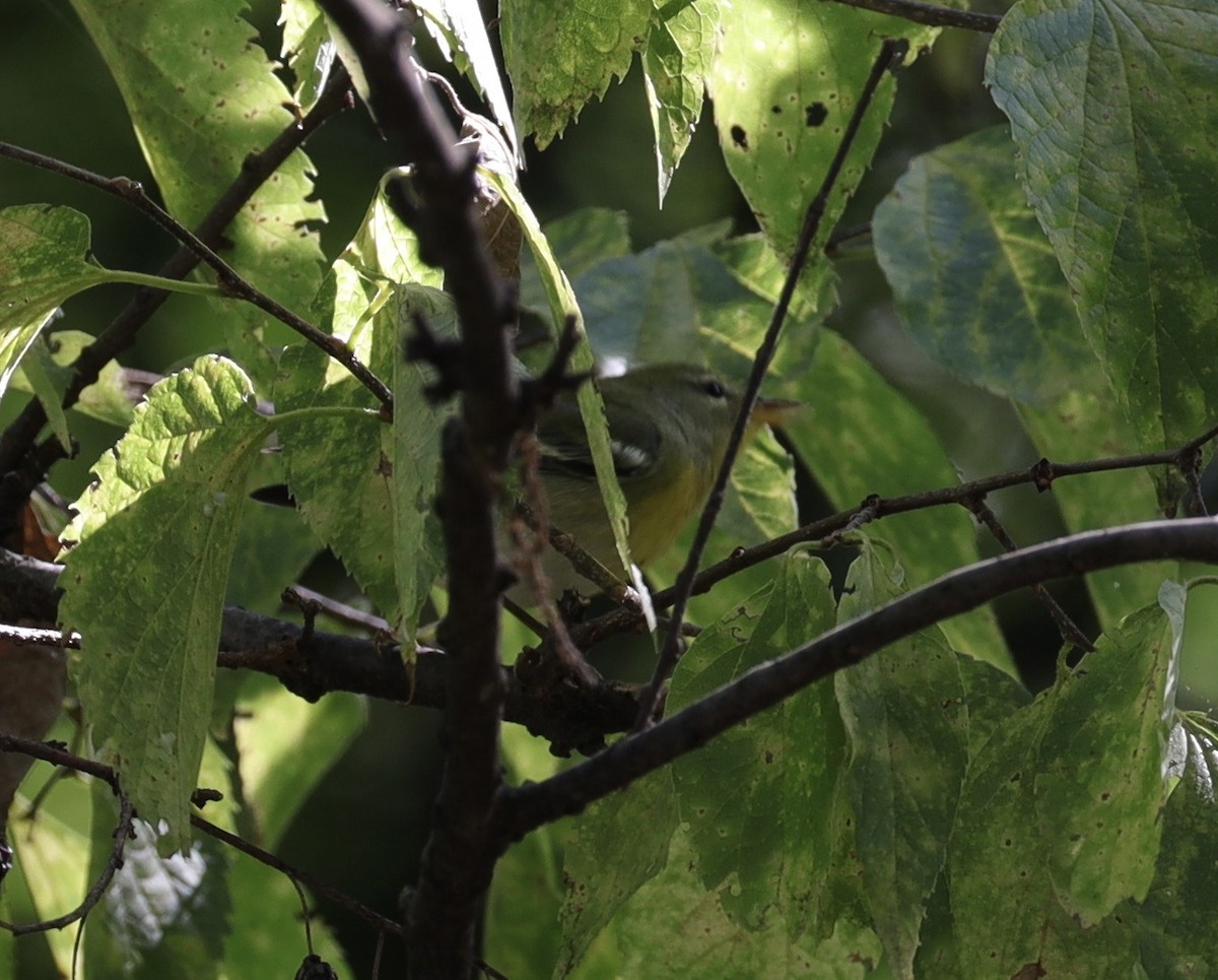 Northern Parula - ML641264293