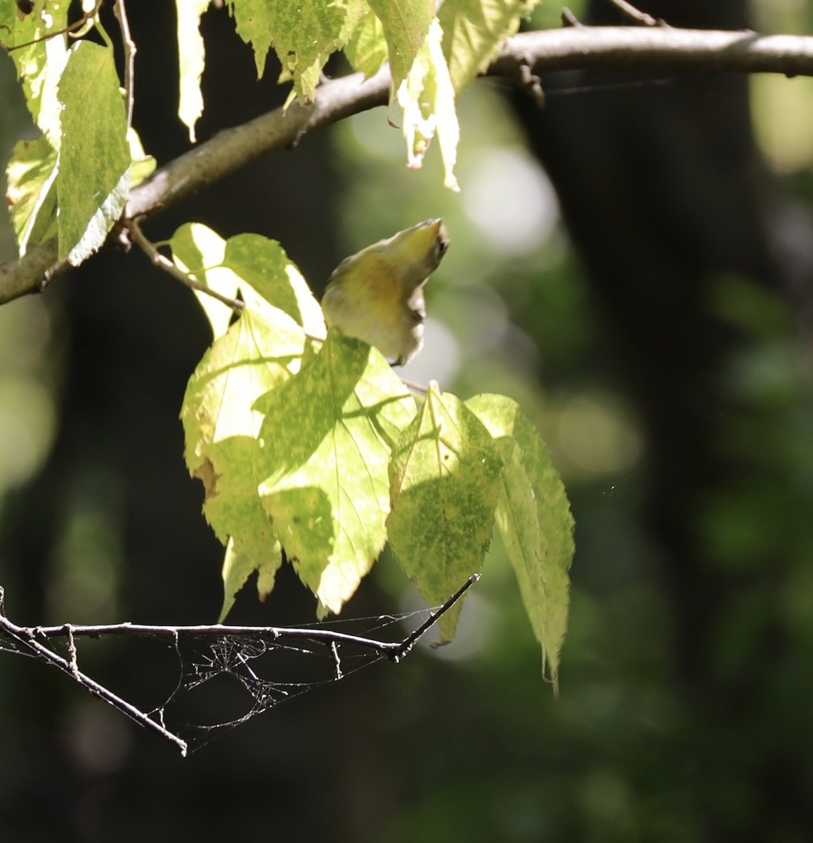Northern Parula - ML641264294