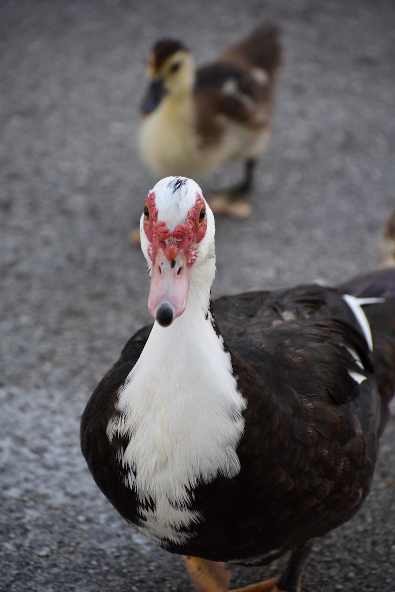 Canard musqué (forme domestique) - ML641264295