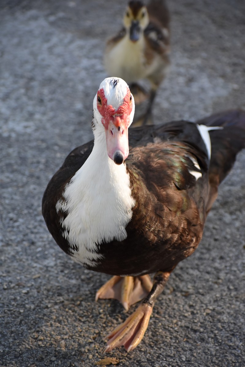 Canard musqué (forme domestique) - ML641264296