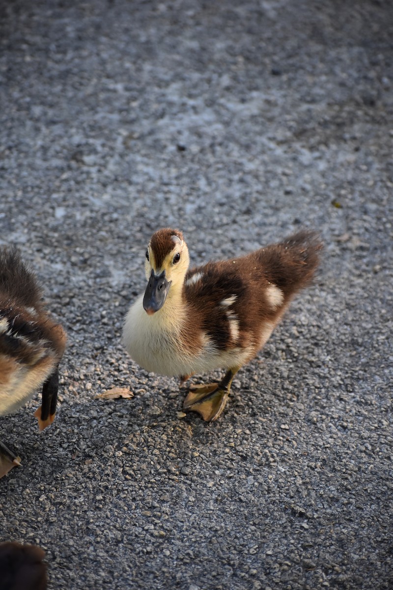Canard musqué (forme domestique) - ML641264299