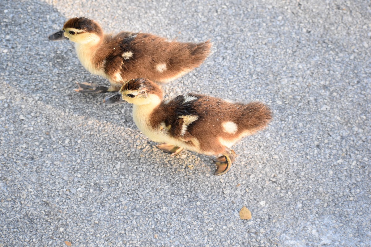 Canard musqué (forme domestique) - ML641264300