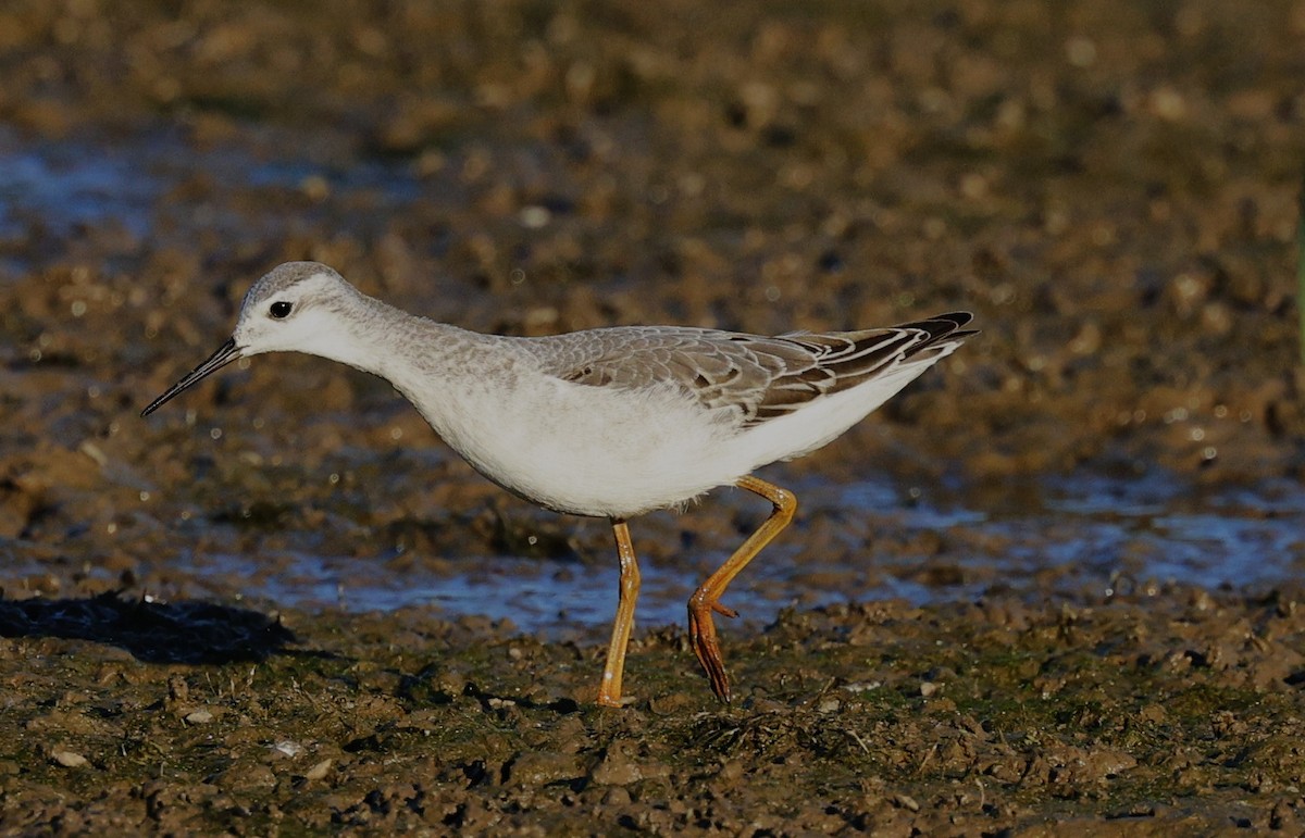 Wilson's Phalarope - ML641264320