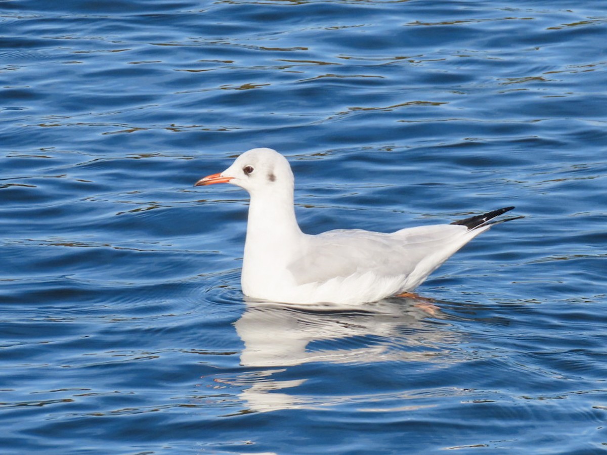 Mouette rieuse - ML641264344