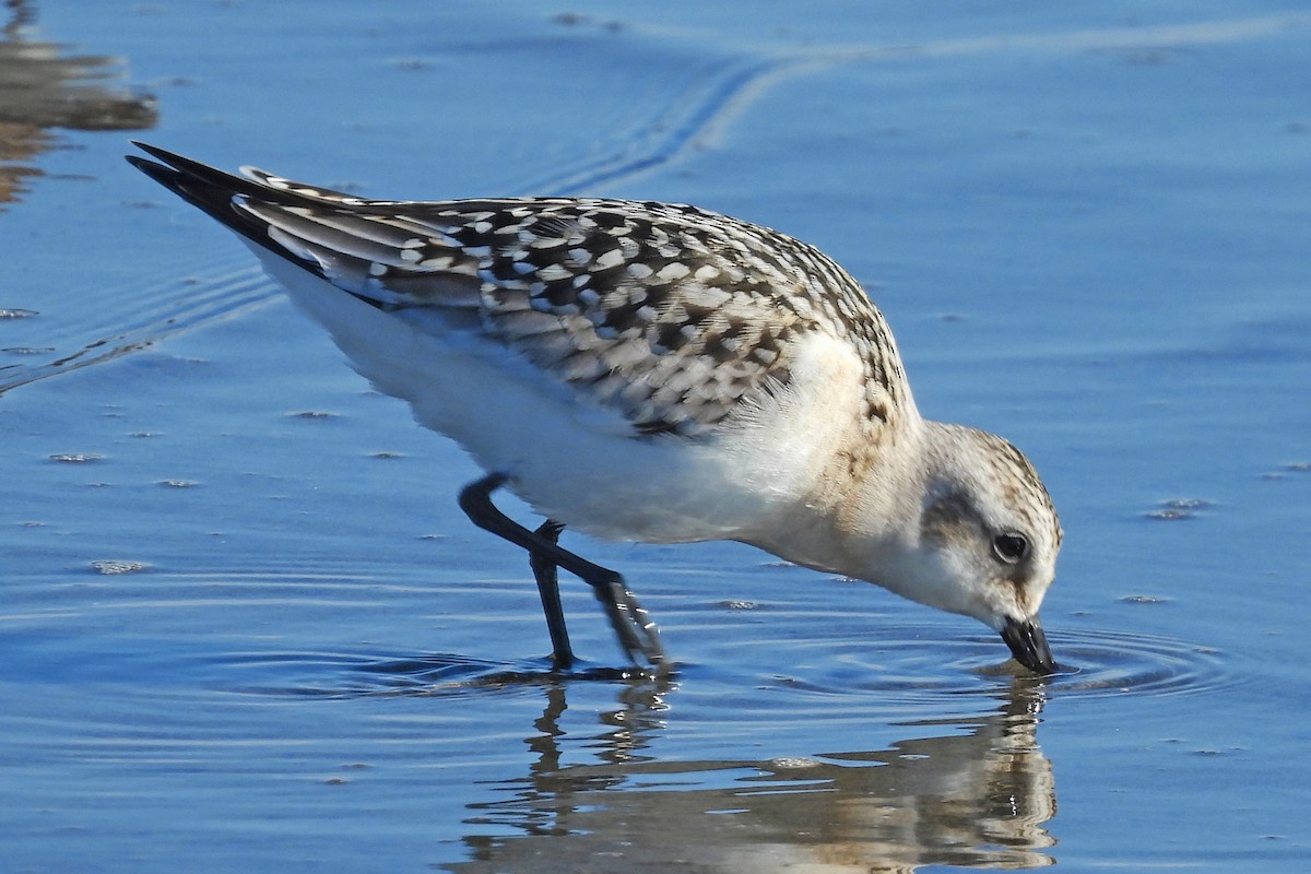 Bécasseau sanderling - ML641264347