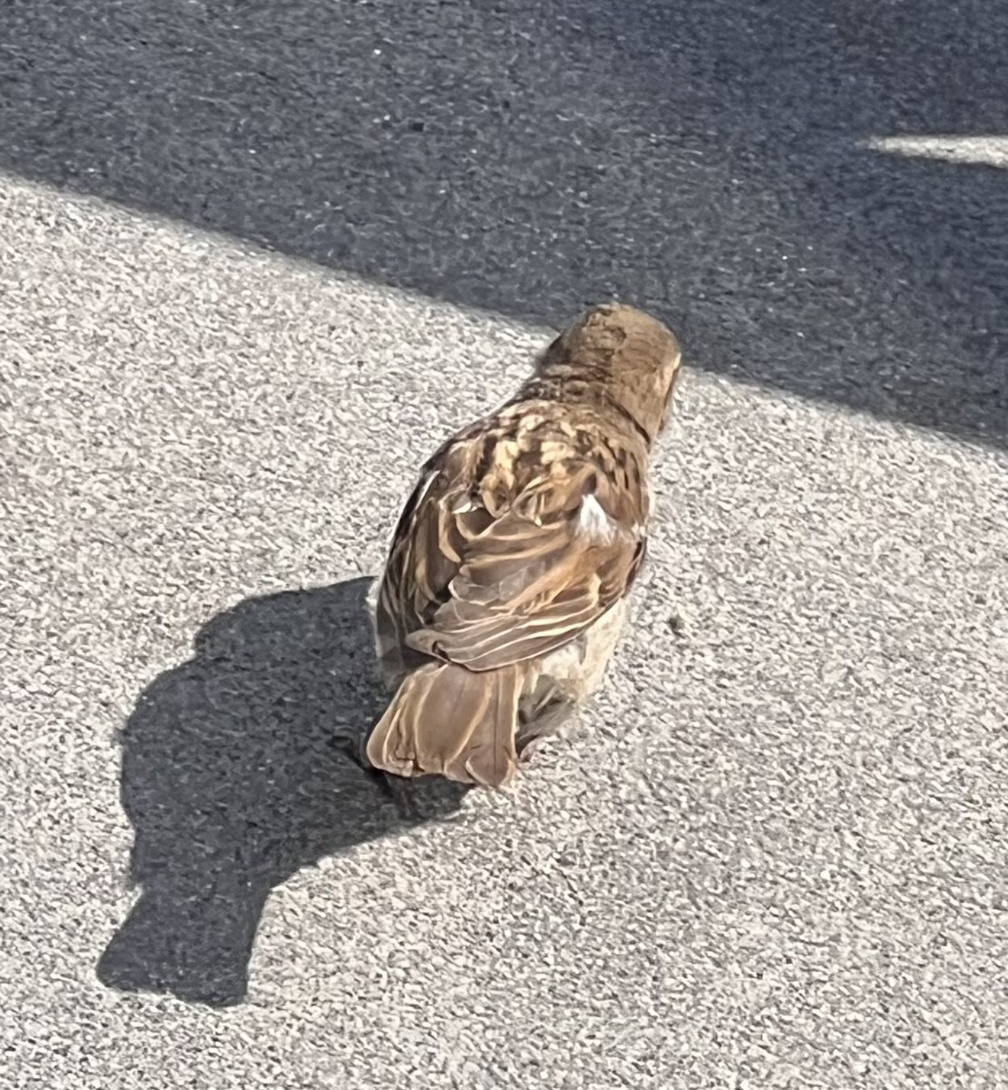 Moineau domestique - ML641264357