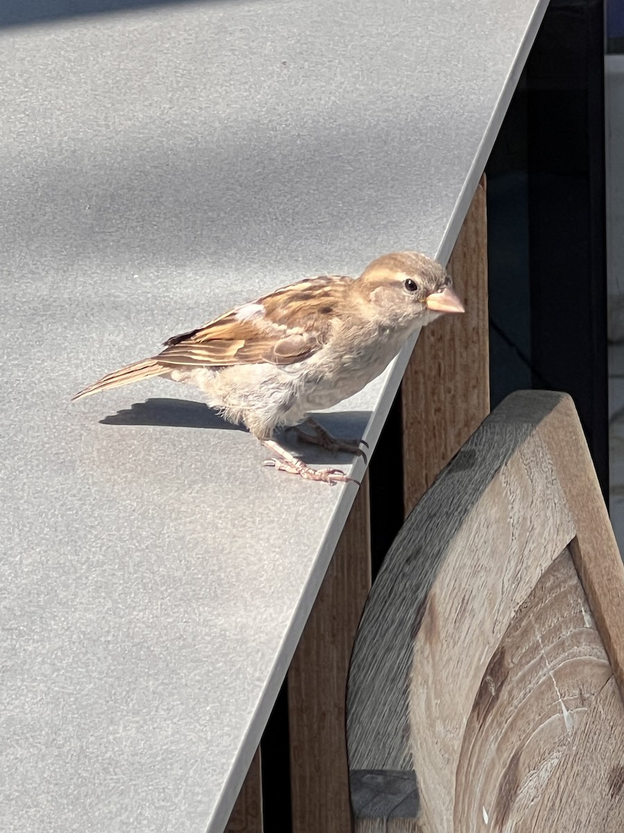 Moineau domestique - ML641264358