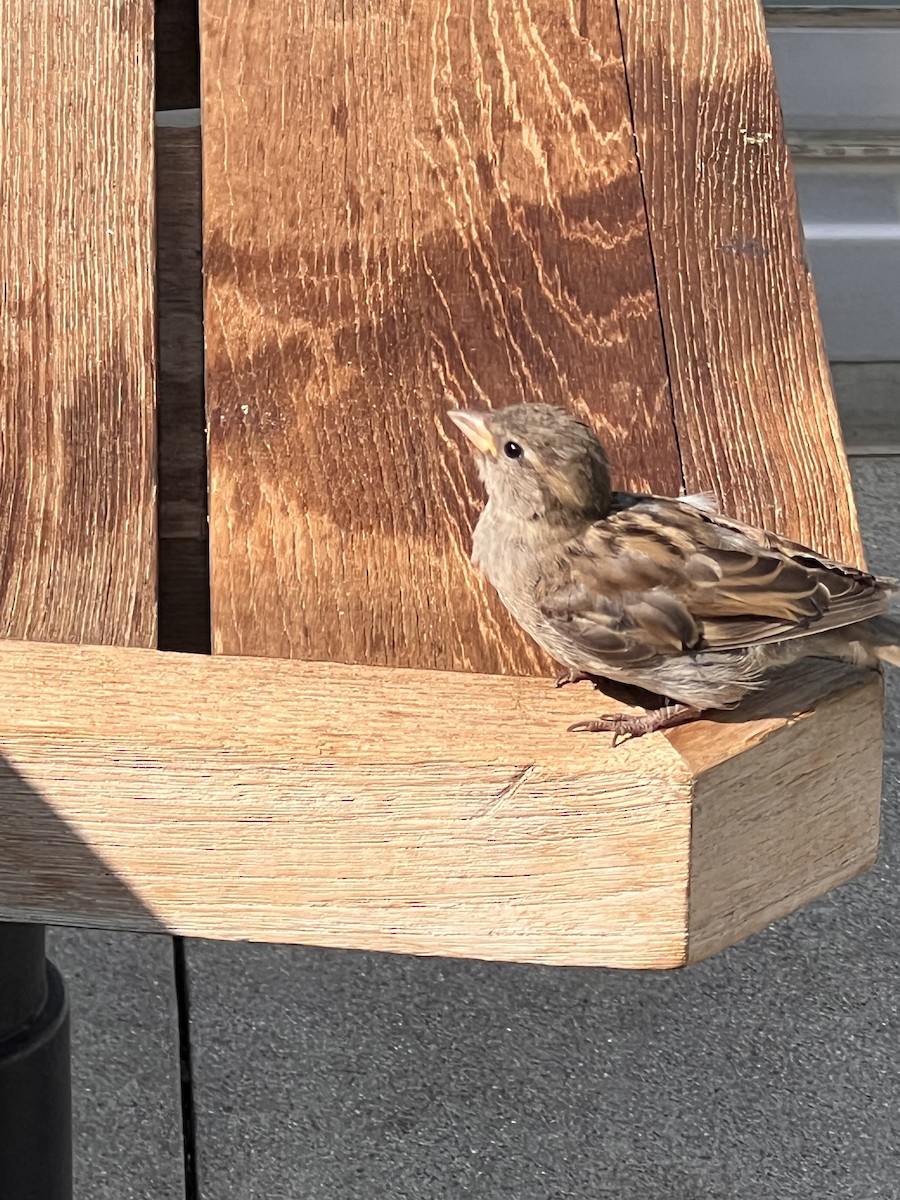 Moineau domestique - ML641264359