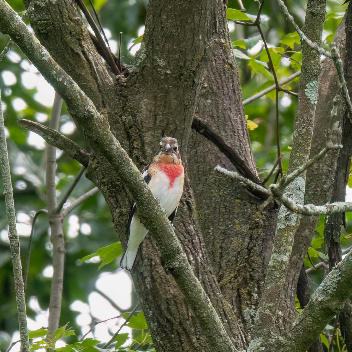 Cardinal à poitrine rose - ML641264364