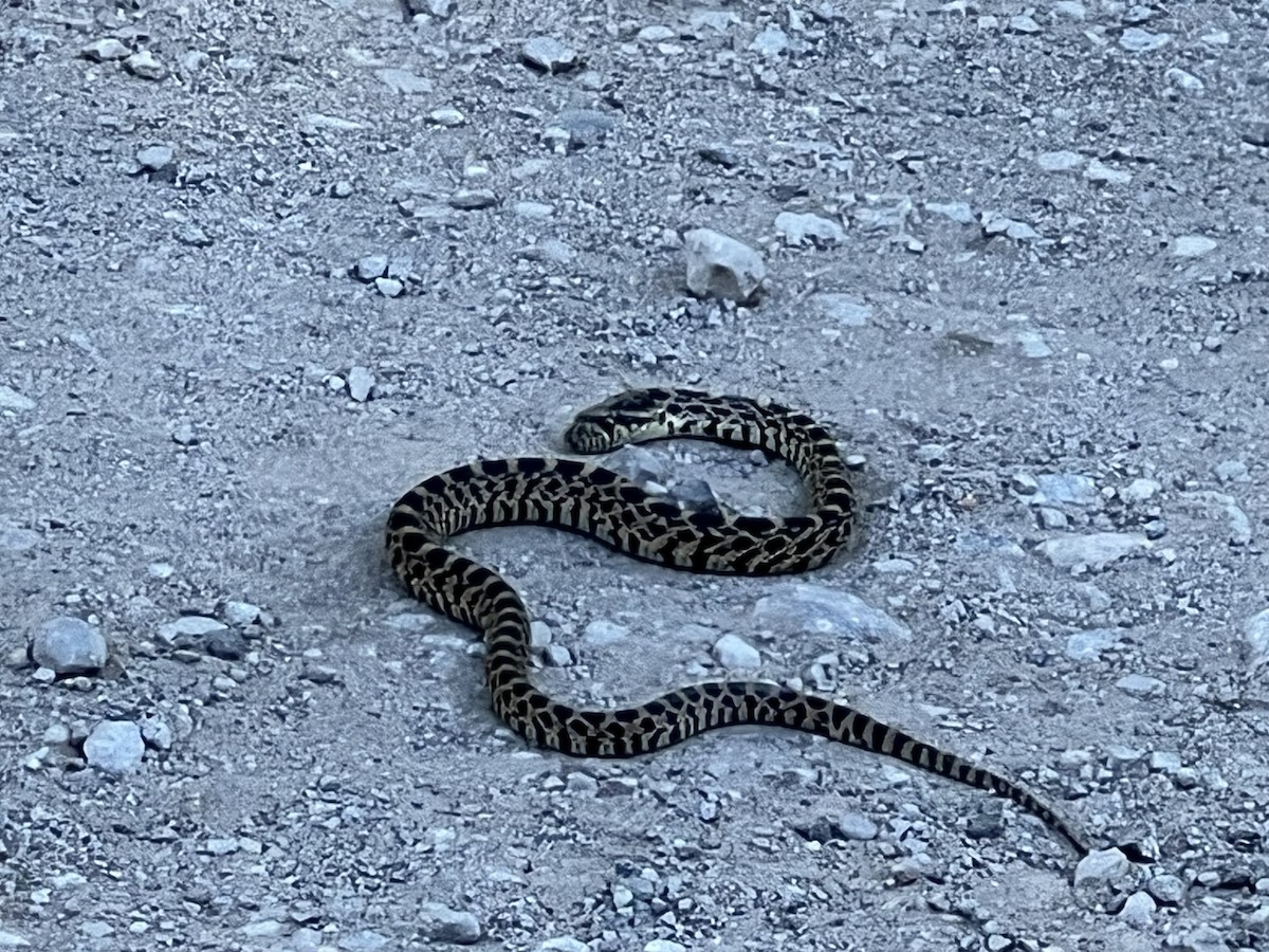 Bullsnake - ML641264365
