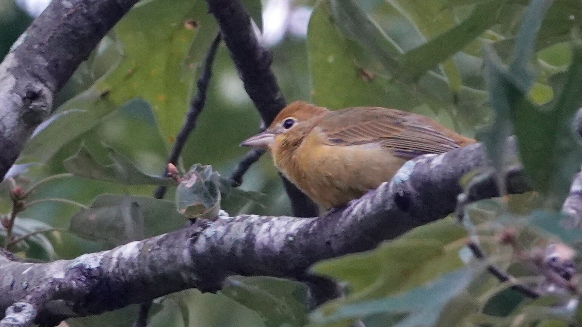 sommerpiranga - ML641264383
