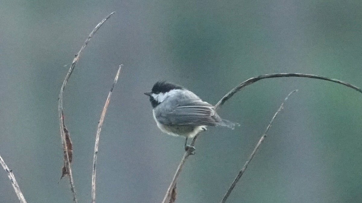 Carolina Chickadee - ML641264387