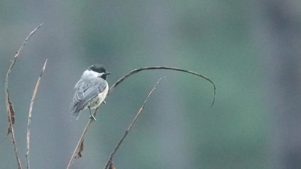 Carolina Chickadee - ML641264388