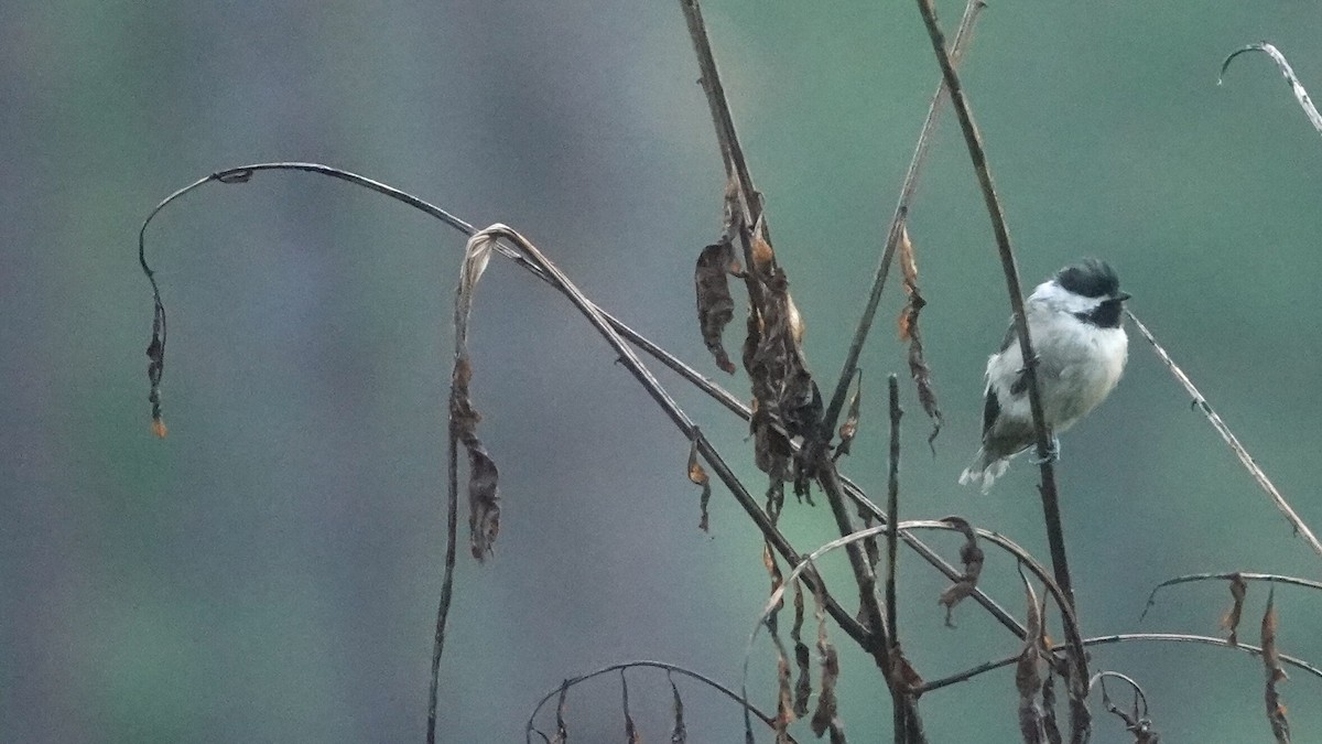 Carolina Chickadee - ML641264389