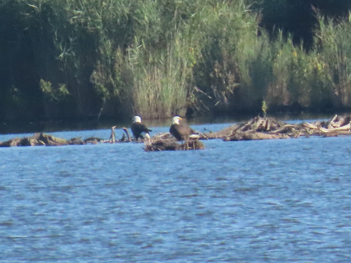 Bald Eagle - ML641264411