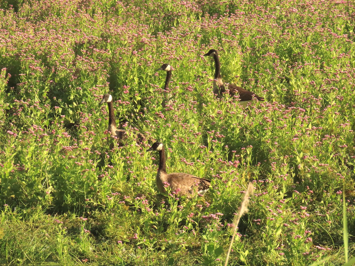 Canada Goose - ML641264432