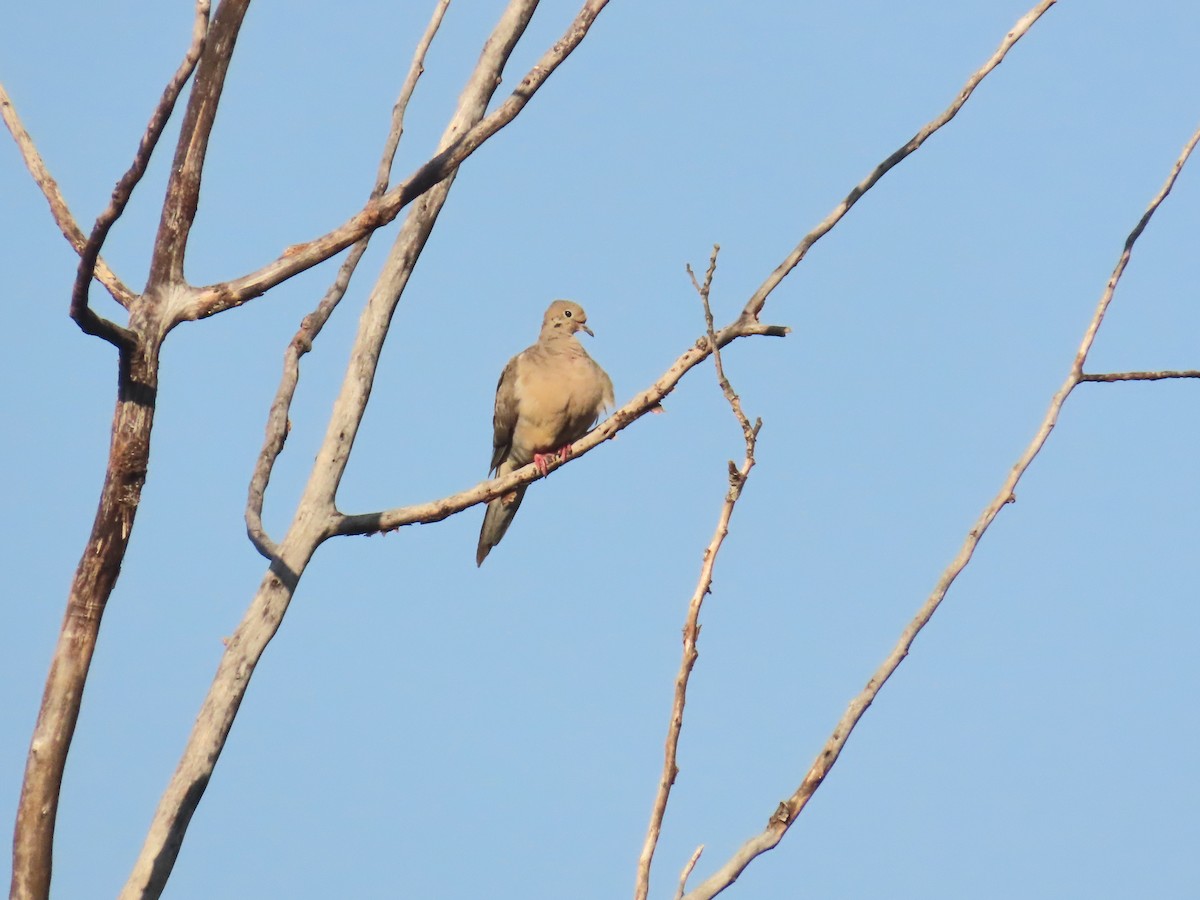 Mourning Dove - ML641264436