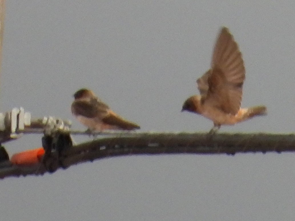 Cliff Swallow - ML641264451