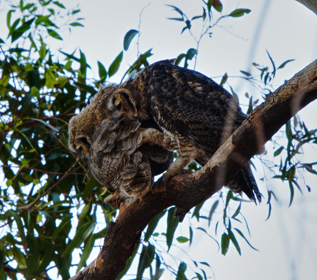 Great Horned Owl - ML641264464