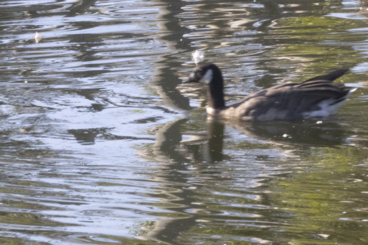 Cackling Goose - ML641264470