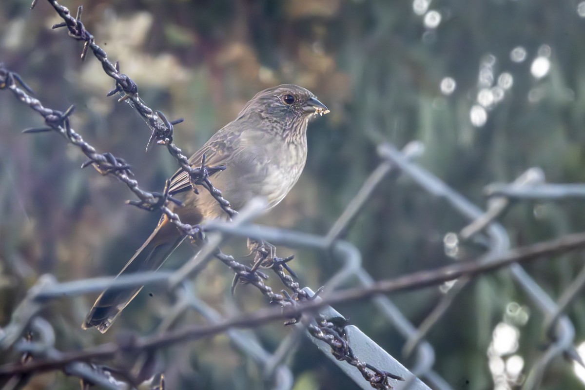 California Towhee - ML641264474