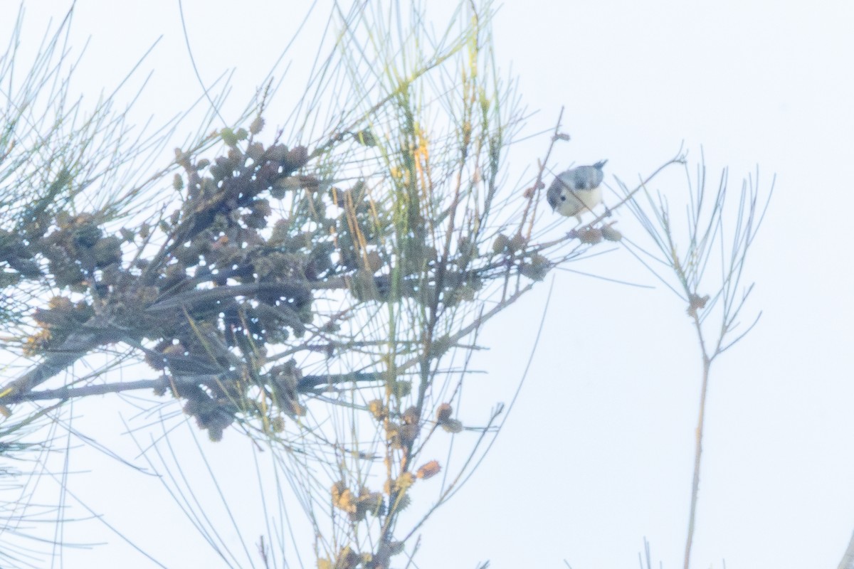 Lucy's Warbler - ML641264487