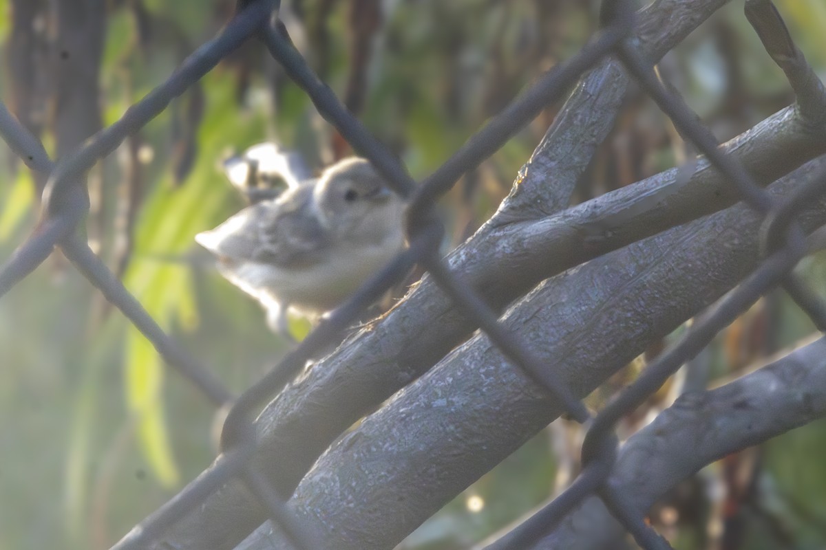 Lucy's Warbler - ML641264488