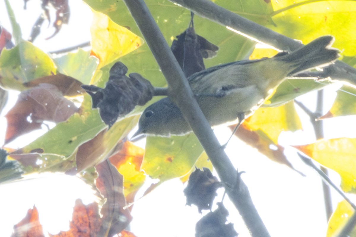 Virginia's Warbler - ML641264490