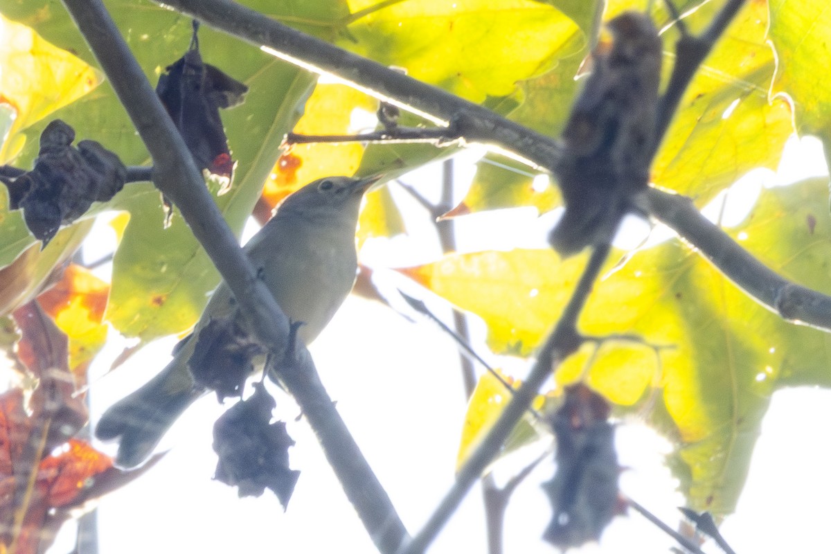 Virginia's Warbler - ML641264491