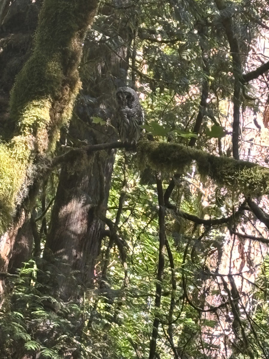 Barred Owl - ML641264515